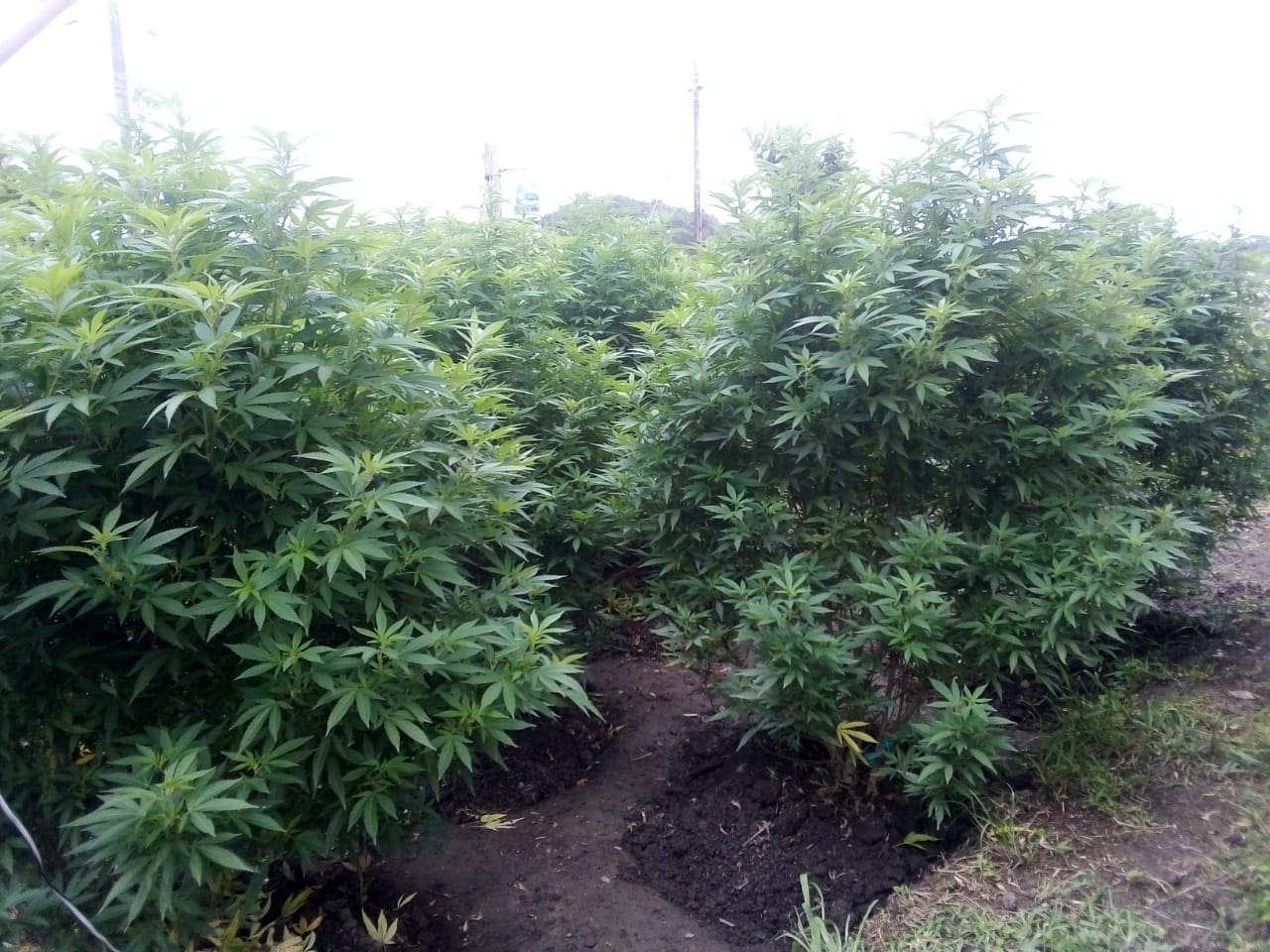 Weed Port St Johns