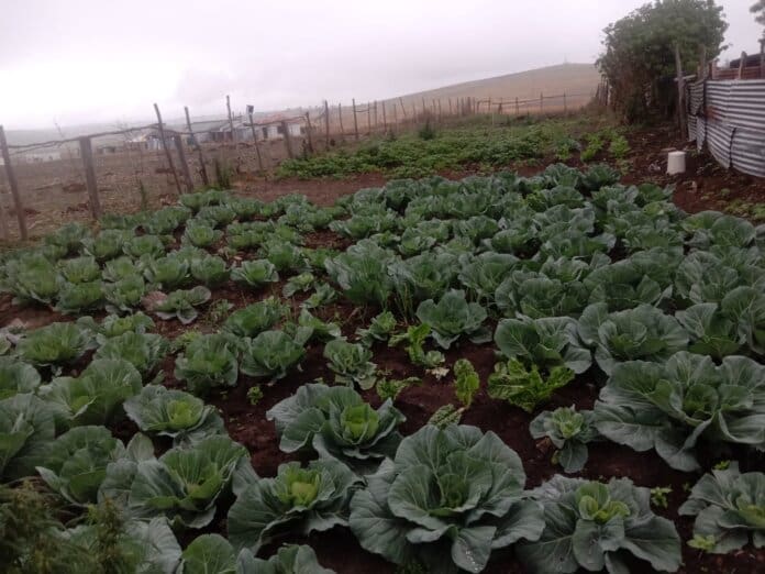 Young Farmer Young farmer in Eastern Cape