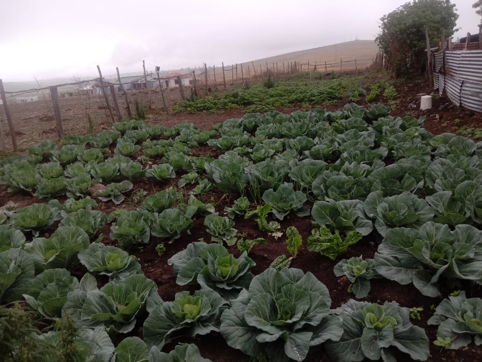 LACK OF EQUIPMENT TURNS TO BE A BARRIER IN RURAL FARMERS Young farmer in Eastern Cape