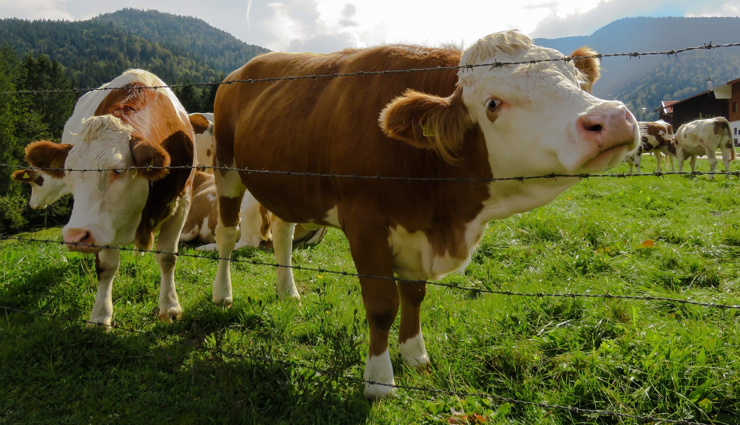 Cattle movement ban under review Photo by Pixabay: https://www.pexels.com/photo/animals-cattle-cow-farm-207044/