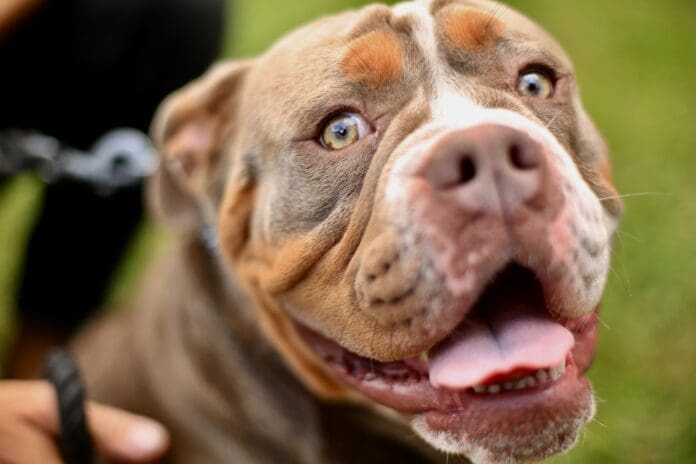 Pitbull Pit bulls