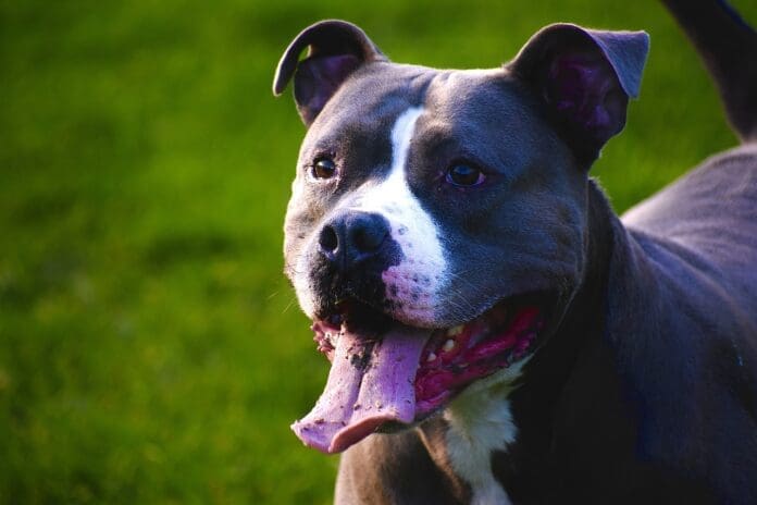 Pitbull East London toddler mauled to death by pitbull