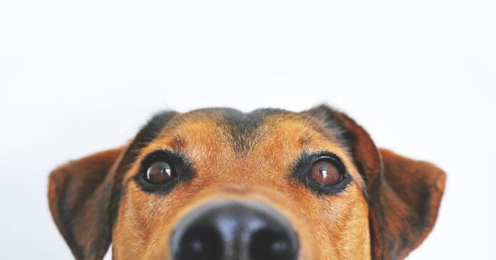 Dog 838281 1280 A WOMAN MAULED TO DEATH BY DOGS