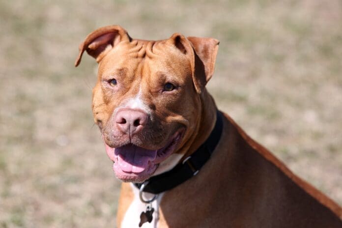 Red Nosed Pit Bull 3406870 1280 The Economic Freedom Fighters (EFF) calls for the ban of domestic pet ownership of all breeds of pit bulls in South Africa. This comes after the numerous pit bull attacks on children, which most recently has seen the painful death of a three year old in Hennenman , Free State.