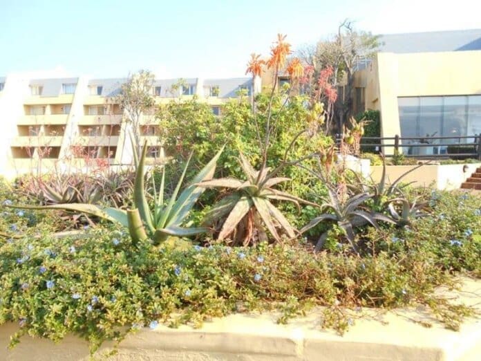 Chicos Restuarant Wild Coast Sun (1) Innovative garden experience gives Wild Coast Sun guests’ green fingers
