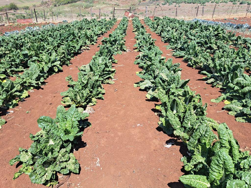Umzimvubu Local Municipality Nurtures Small-Scale Farmers for Rural Prosperity