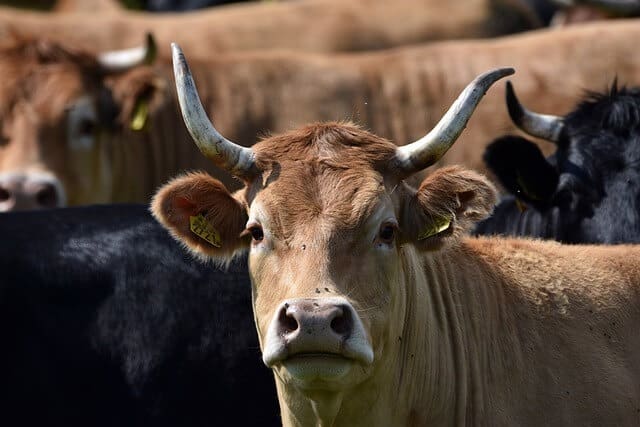 Stolen cattle recovered whilst still in transit Stolen cattle recovered whilst still in transit