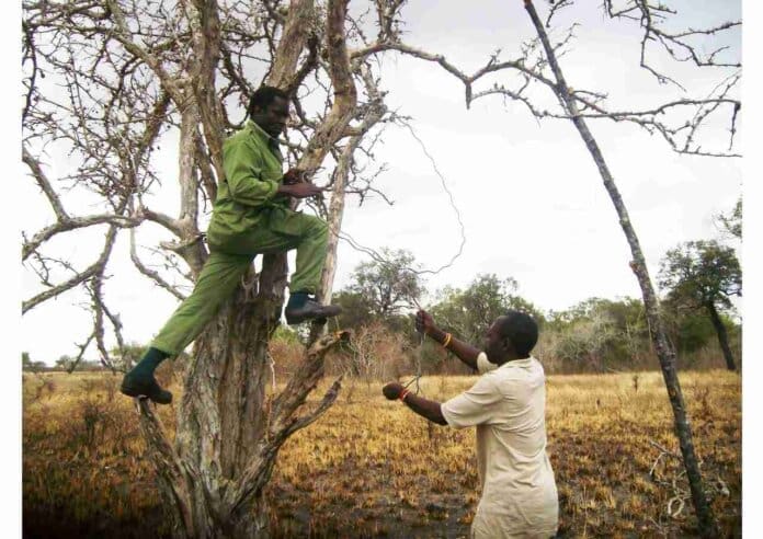 Dr Ladislaus Kahana Senior Lecture At Mweka College Tanzania In Green Overall Working With A Local Resident Remove A Giraffe Snare From A TreeJPG 11zon 11zon
