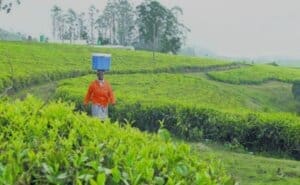 South African Teas to Shine at Hong Kong International Tea Fair 2024
