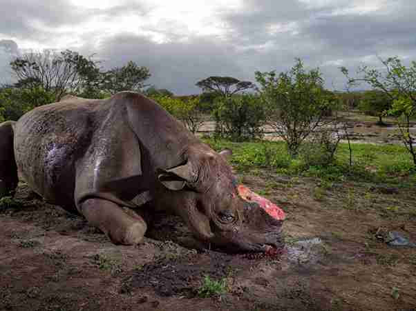 SAs Ministry Of Environmental Affairs Welcomes The Sentencing Of Notorious Poaching Kingpin In Mozambique SA’s Ministry of environmental affairs welcomes the sentencing of notorious poaching kingpin in Mozambique