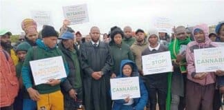 Mpondoland Cannabis Farmers Clash with SAPS Over Amahle Mkenyani’s Arrest Cannabis farmers across the Mpondoland region, including representatives from various municipalities such as Winnie Madikizela-Mandela, King Sabata Dalindyebo (KSD), and Port St. Johns, gathered in support of Amahle outside the Mzamba Police Station