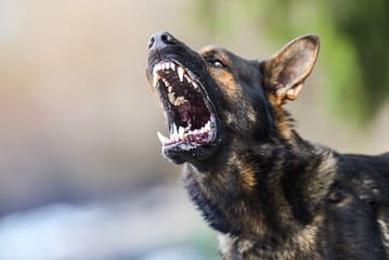Rabies As the holiday season draws near, South African authorities are warning about rabies, a potentially deadly disease that can affect both pets and wild animals.