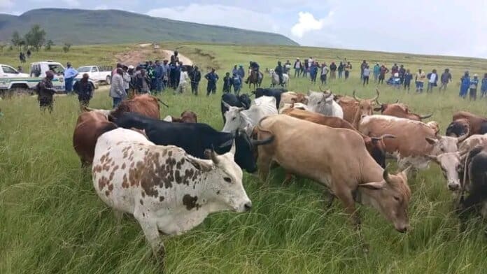 STOLEN STOCK Eastern Cape Potential Royal AM Buyers Have To Carry Club Debt