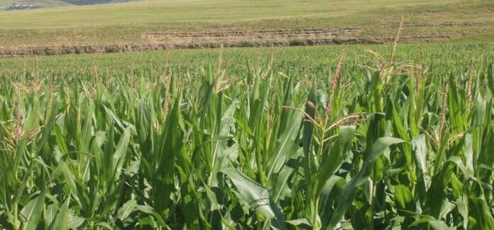 Umzimvubu Local Municipality Uplifts Local Farmers (3) Umzimvubu Municipality Fuels Farmer Prosperity with Maize Project