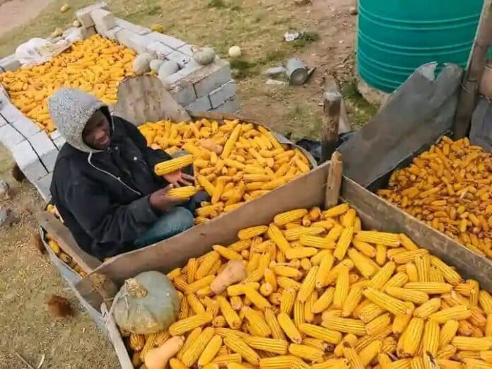 Nkosinathi Makamela 1 From NSFAS to Success: Young Farmer Builds Award-Winning Business