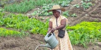 Nonprofit Thanda Transforms Rural Food Security to Uphold Human Rights with Organic Farming Nonprofit Thanda Transforms Rural Food Security to Uphold Human Rights with Organic Farming