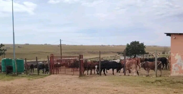 Police recover stolen live stock in different districts within the Eastern Cape.