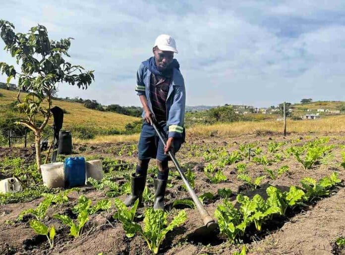 Mzwandile Cele tends his spinach at Bulhebukhona Farm, part of Thanda’s youth farming programme in rural KwaZulu-Natal.