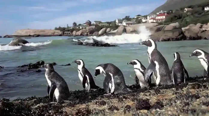 000010176 A race against extinction: How a heartfelt partnership is helping to save the African Penguin