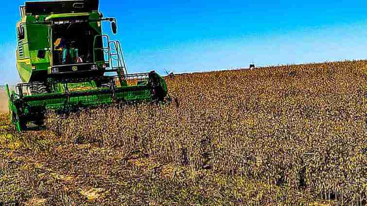 Young Libode Farmer Harvests R3.9 Million Worth of Maize