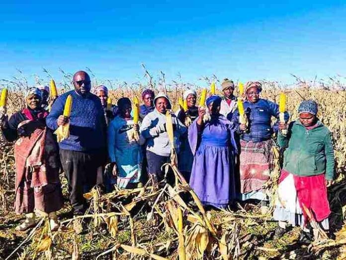 Eastern Cape Rural Development Agency ECRDA 11zon Young Libode Farmer Harvests R3.9 Million Worth of Maize