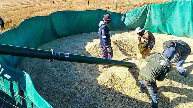 Young Libode Farmer Harvests R3.9 Million Worth of Maize