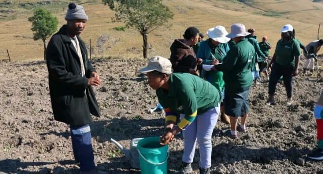 Agriculture Drive Boosts Local Economy Ingquza Hill Municipality agriculture drive boosts local economy ingquza hill municipality