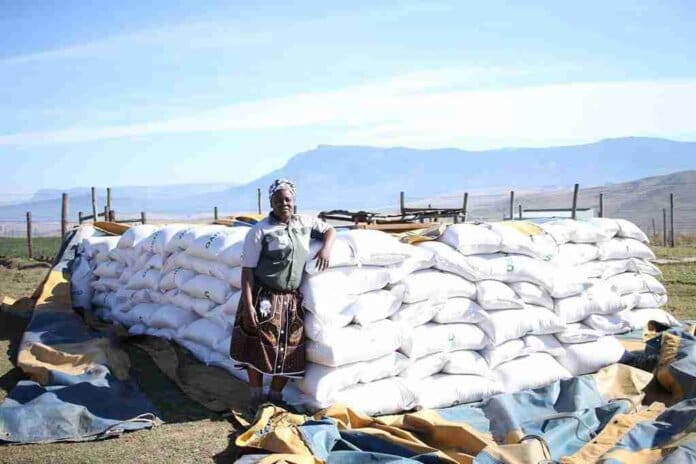 Rural Farmer Mthatha Celebrates R561000 Harvest Milestone rural farmer mthatha celebrates r561000 harvest milestone