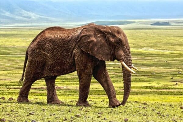 South Africa Celebrates World Elephant Day Focus On Coexistence south africa celebrates world elephant day focus on coexistence