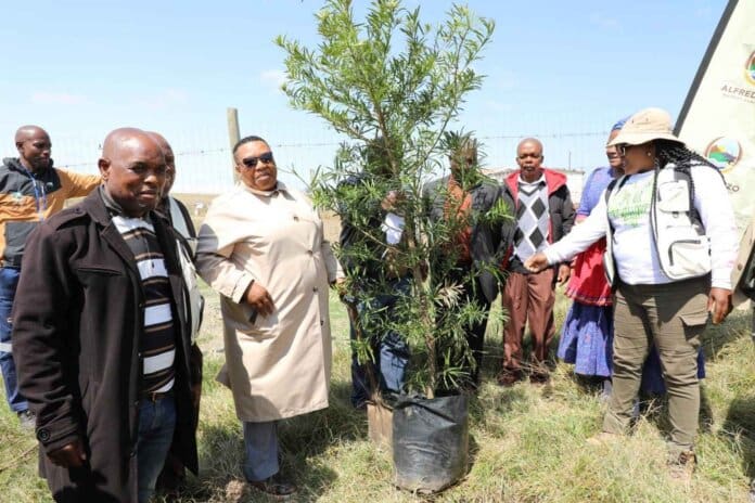 Alfred Nzo District Municipality Leads Tree Planting Siphundu Alfred Nzo District Municipality leads tree planting Siphundu