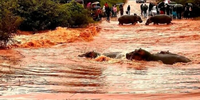 Dams In Limpopo And Mpumalanga Overflow As Heavy Rains Trigger Localised Floods Dams in Limpopo and Mpumalanga Overflow as Heavy Rains Trigger Localised Floods