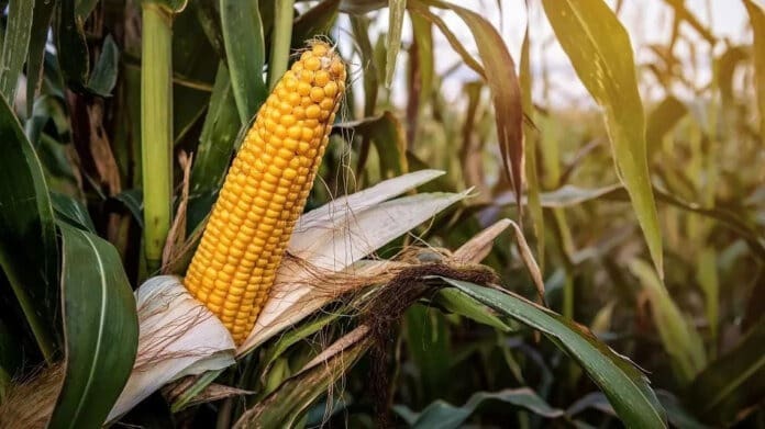 Ingquza Hill opens maize support programme for 2026 planting season