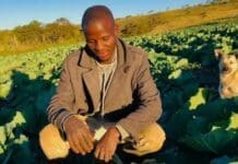 Idutywa farmer harvests success from hardship Idutywa farmer harvests success from hardship